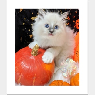 Halloween kitten Posters and Art